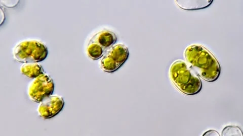 Microalgal under microscopic view 스톡 동영상 311038489