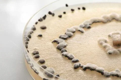 Microbe, bacteria in laboratory vessel close up 스톡 사진