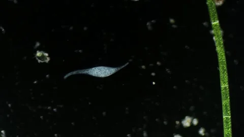 Microbe ciliate Litonotus under Microscope Stock Footage 314635158
