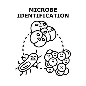 Microbe identification process examining bacteria and viruses Illustrazione stock