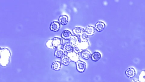 Microbe Multiplying by Self-Replication Stock Footage 136319512