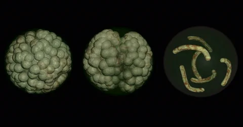 Microbe,  parasite, pathogen reprdoduction life cycle. 스톡 동영상 66644540