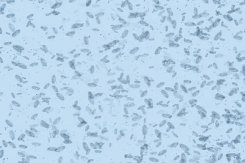 Microbes form Biohazard symbol NTSC Stockbeeldmateriaal 1044559