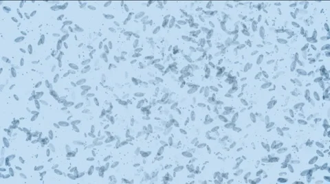 Microbes form Dollar Full HD Stock Footage 1044645