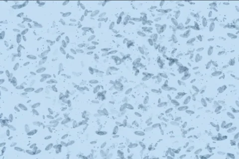 Microbes form Dollar NTSC Stock Footage 1044642