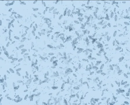 Microbes form Dollar PAL Stock Footage 1044639