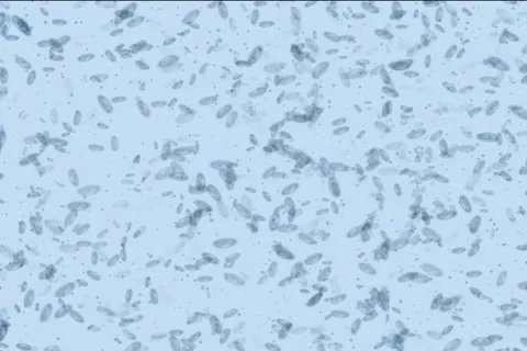 Microbes form Euro NTSC Stock Footage 1044629