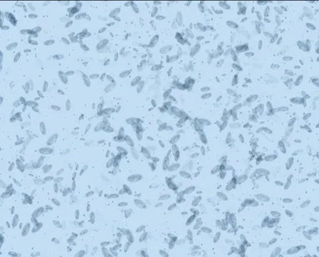 Microbes form Euro PAL Stock Footage 1044627