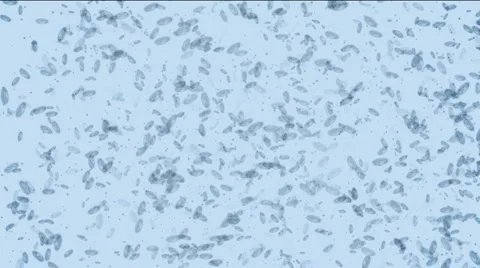 Microbes form Peace Full HD Stock Footage 1044603