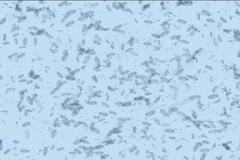 Microbes form Peace NTSC Stock Footage 1044599