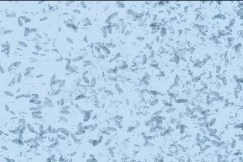 Microbes form Recycle symbol NTSC Stock Footage 1044653