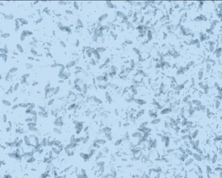 Microbes form Recycle symbol PAL Stock Footage 1044654