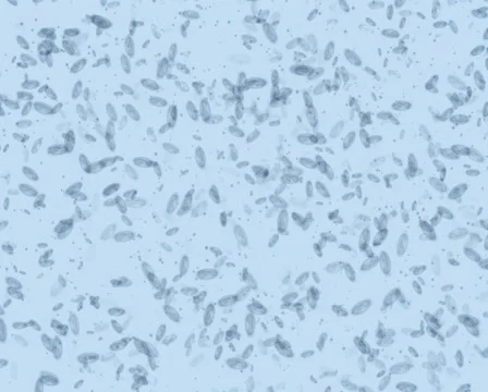 Microbes form Skull and Cross-bone PAL Stock Footage 1044592