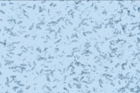 Microbes form Yin-Yang NTSC Stock Footage 1044612