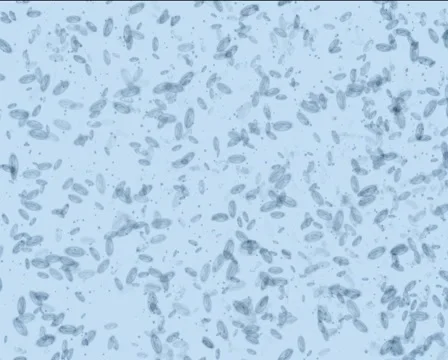 Microbes form Yin-Yang PAL Stock Footage 1044613