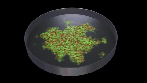 Microbes growing in petri dish. 3d animation render. 库存影片 330918360