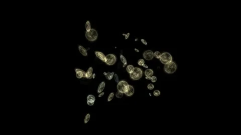 Microbes or Germs Stock Footage 10758309