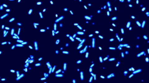 Microbes or Germs under the microscope Stock Footage 28543786