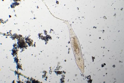 Microbes under microscope Fotos de archivo