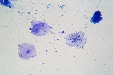 Microbes under microscope Fotos de archivo