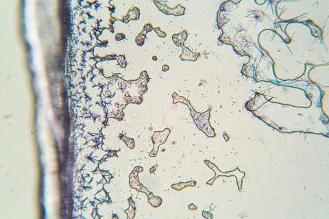 Microbes under microscope Fotos de archivo