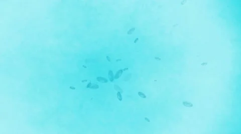 Microbes virus Stock Footage 49036000