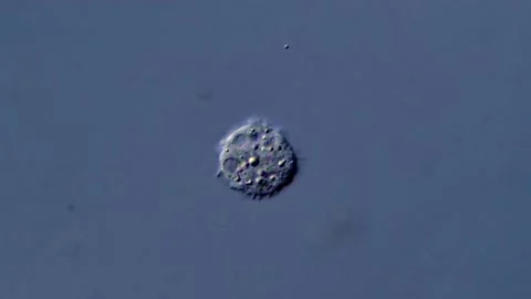 Microbial Activity Captured Under Microscope, protozoa 1000x Stock Footage 310647741