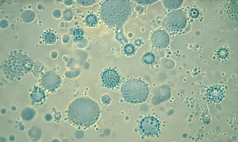 Microbial Cell Reproduction Under Microscope 4K Stock Footage 347105347