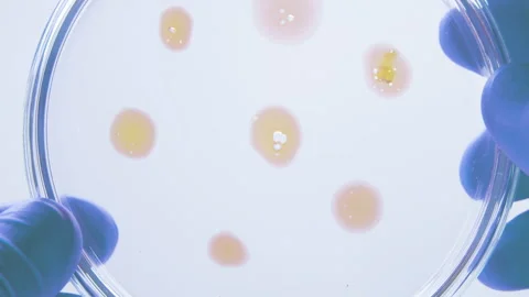 Microbial Cultures in Microbiology Lab. Stock Footage 258577822