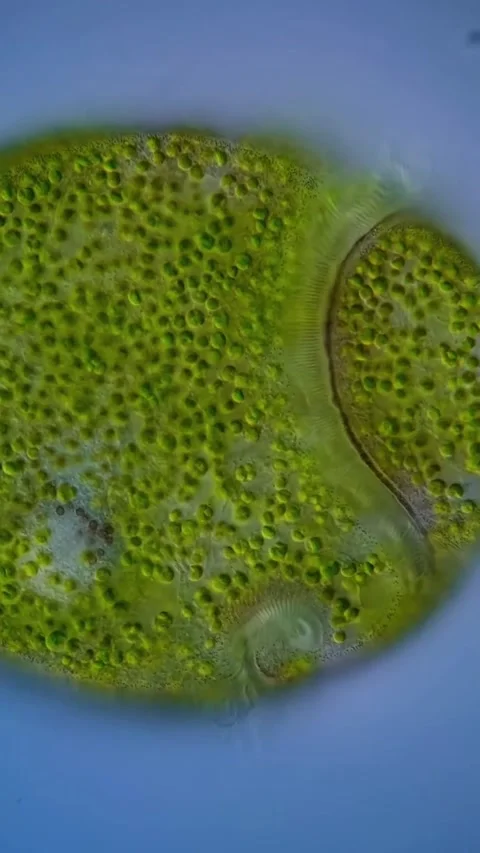 Microbial life activity seen using a microscope Stock Footage 320281085