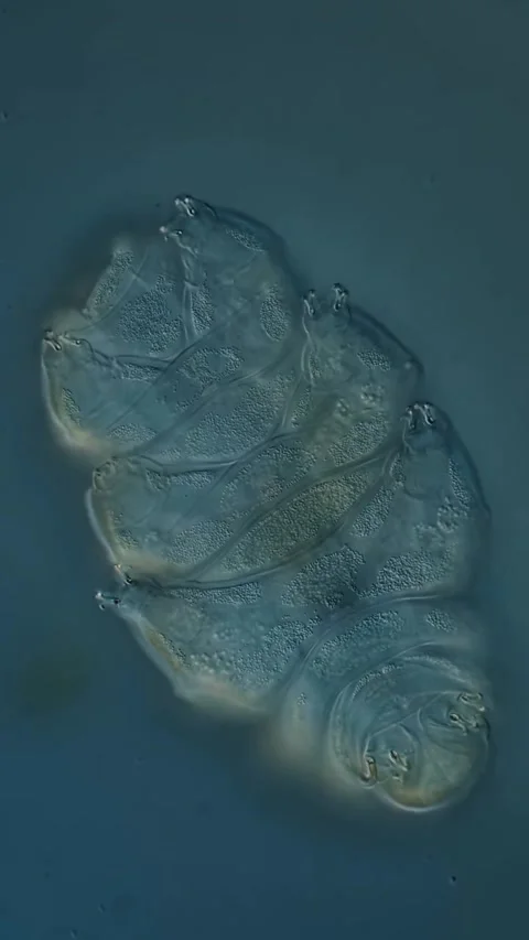 Microbial life activity seen using a microscope Stock Footage 320281106