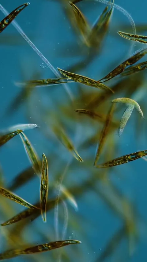 Microbial life activity seen using a microscope Stock Footage 320281154