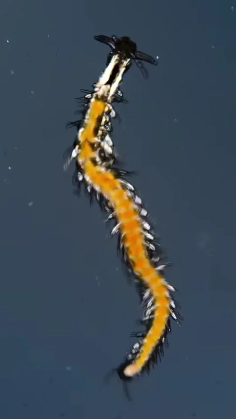 Microbial life activity seen using a microscope Stock Footage 320281173