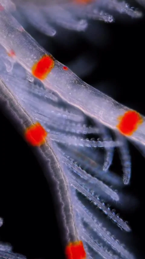 Microbial life activity seen using a microscope Video stock 320281191