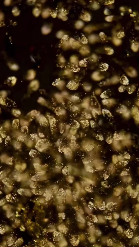 Microbial life activity seen using a microscope Stock Footage 320281244