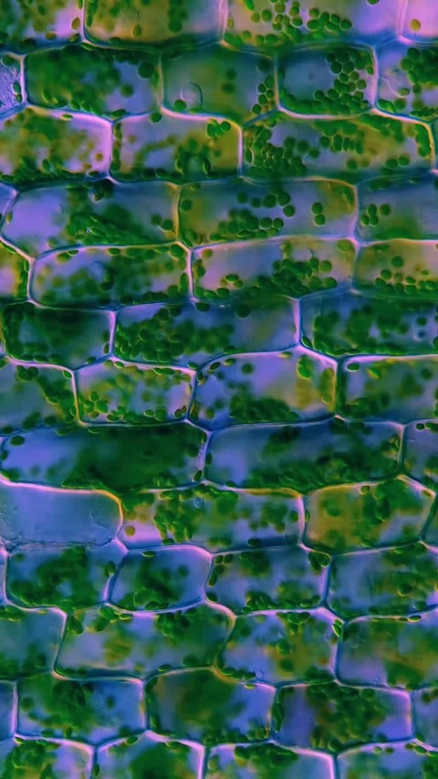 Microbial life activity seen using a microscope Stock Footage 320281270