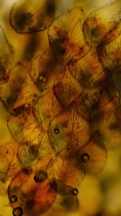 Microbial life activity seen using a microscope Stock Footage 320281309