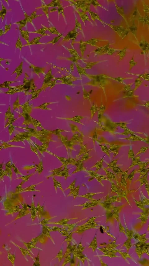 Microbial life activity seen using a microscope Stock Footage 320281331