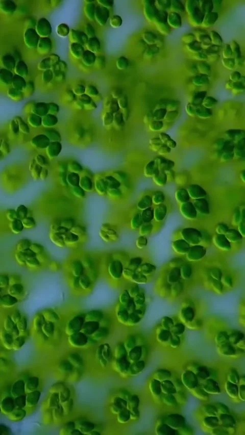Microbial life activity seen using a microscope Stock Footage 320281349
