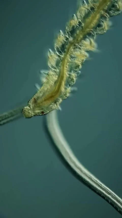 Microbial life activity seen using a microscope Stock Footage 320281386