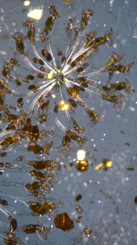 Microbial life activity seen using a microscope Stock Footage 320281406