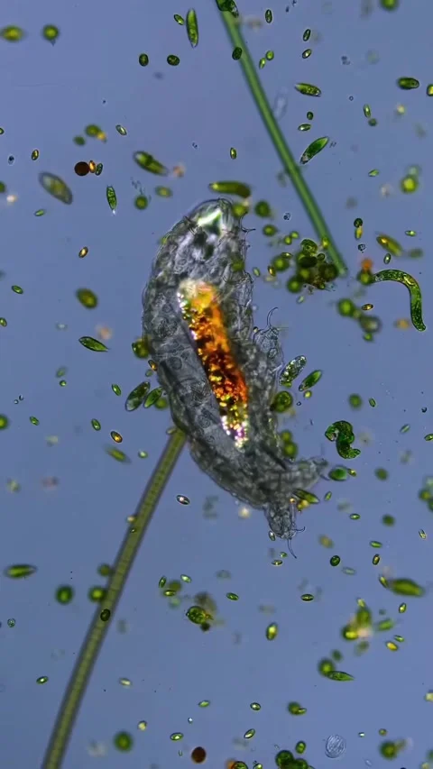 Microbial life activity seen using a microscope Stock Footage 320281427