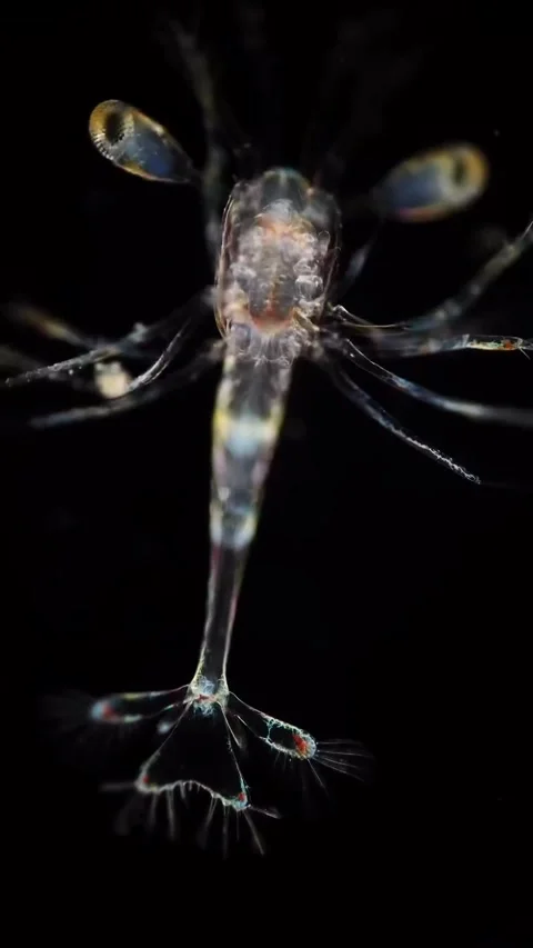 Microbial life activity seen using a microscope Stock Footage 320281459