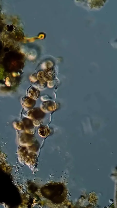 Microbial life activity seen using a microscope Video stock 320281485