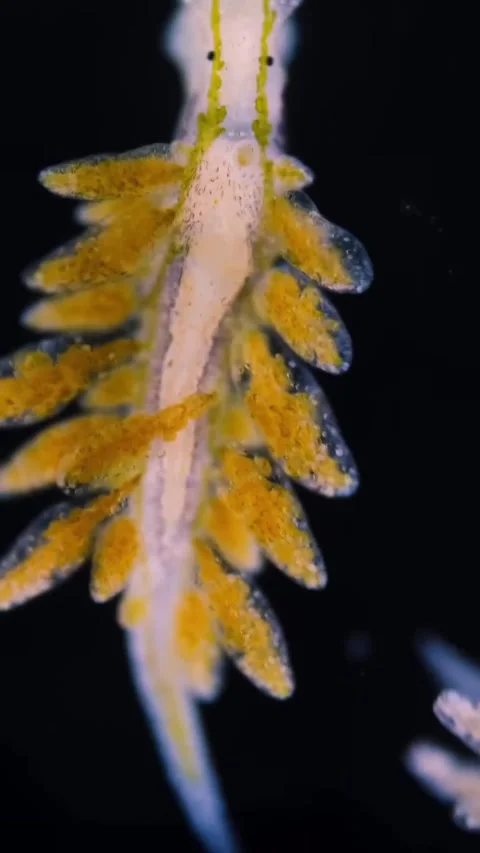 Microbial life activity seen using a microscope Stock Footage 320281512