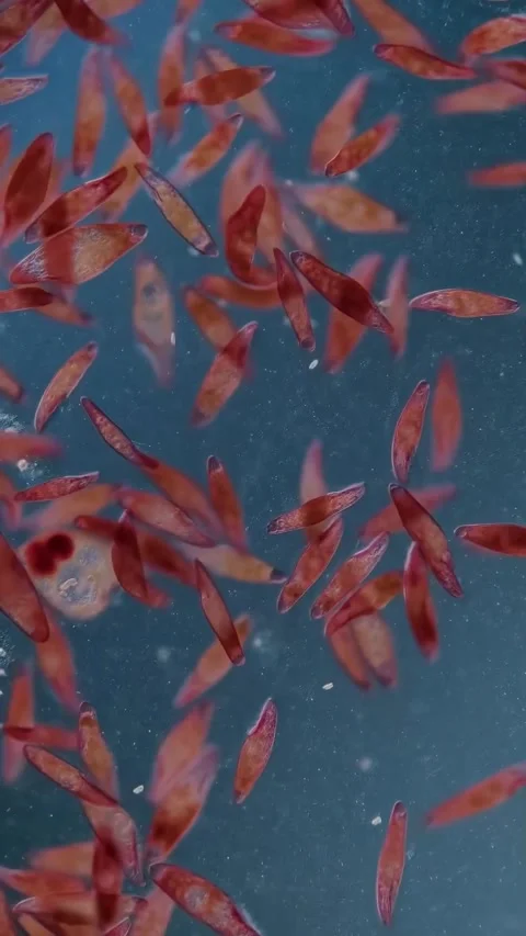 Microbial life activity seen using a microscope Stock Footage 320281531