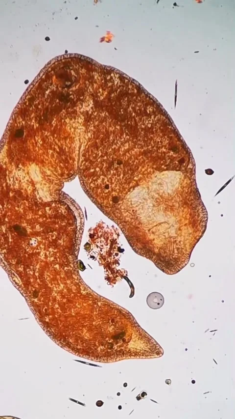 Microbial life activity seen using a microscope Stock Footage 320283152