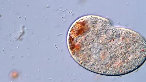Microbial Life in Motion Featuring Freshwater Ciliates, 400x Stock Footage 318946938