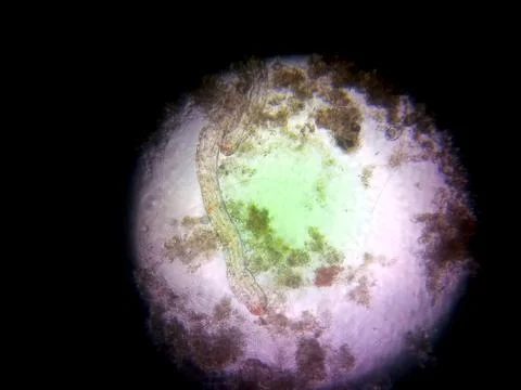 Microbial Life Observed Through a Microscope Showcasing Diverse Microorgani.. Foto stock