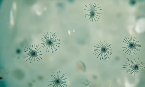 Microbial Life in Water Drop Microscopic 4K Vídeos de archivo 347105339